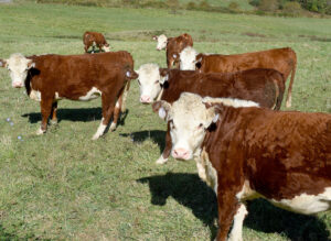 Hydrate the Herd: Farmers can receive up to $400 reimbursement for water tanks